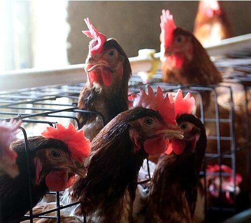 小型养殖场正在投喂鸡饲料
