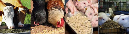 家畜正在吃使用小型鸡兔颗粒饲料机压制出来的颗粒饲料